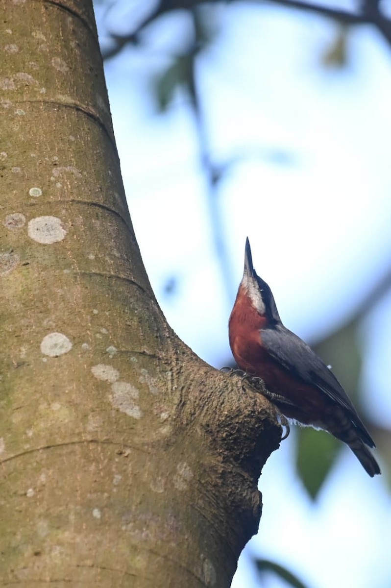 Chestnut-bellied Nuthatch - ML643170635