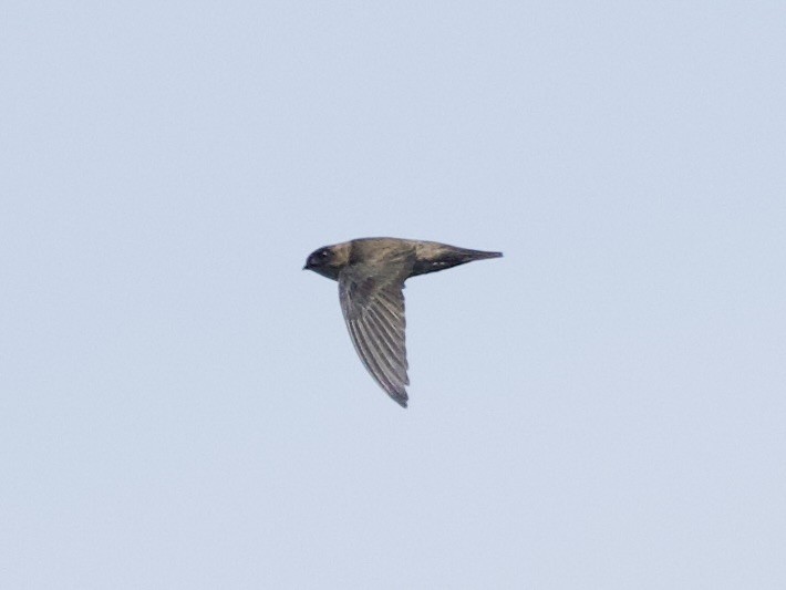 Ameline Swiftlet - ML643170636