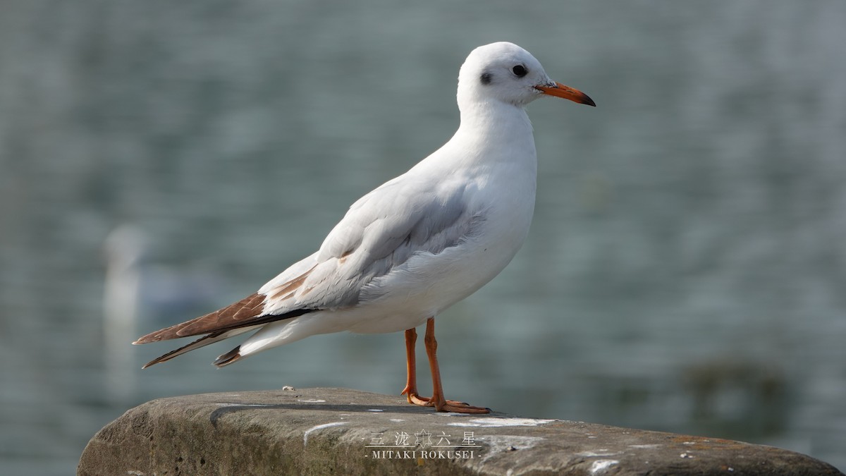 Хүрэн толгойт цахлай - ML643170637