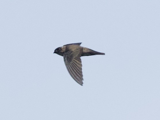 Ameline Swiftlet - ML643170638