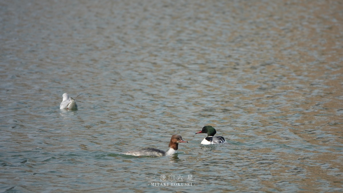 Хумхин бохио - ML643170639