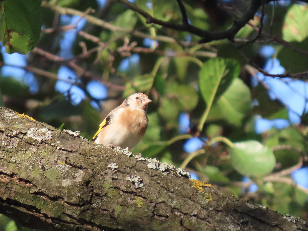 European Goldfinch - ML643170643
