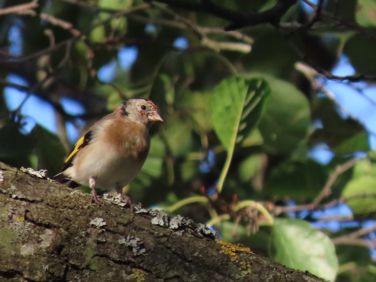 European Goldfinch - ML643170644