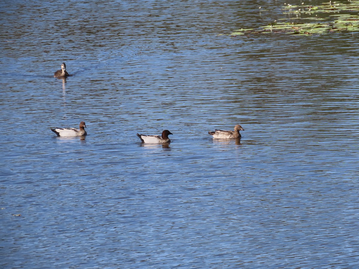 Maned Duck - ML643170645