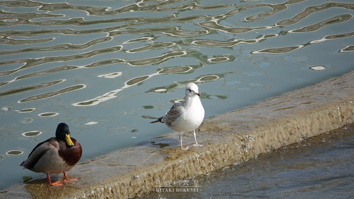 Үүлэн цахлай - ML643170647