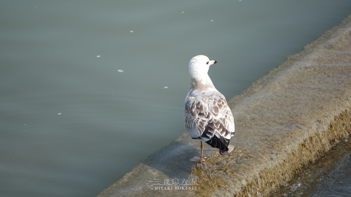 Үүлэн цахлай - ML643170648