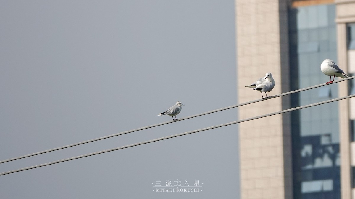 Mouette pygmée - ML643170650