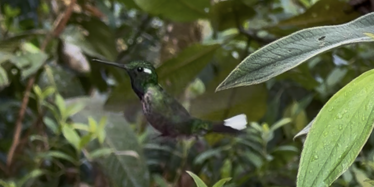 Purple-bibbed Whitetip - ML643170651