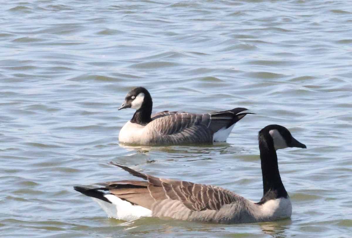 Cackling Goose - ML643170652