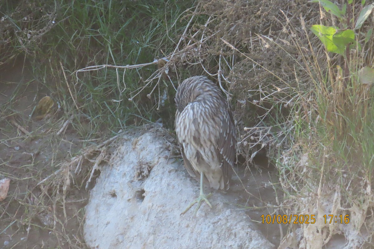 Black-crowned Night Heron - ML643170654