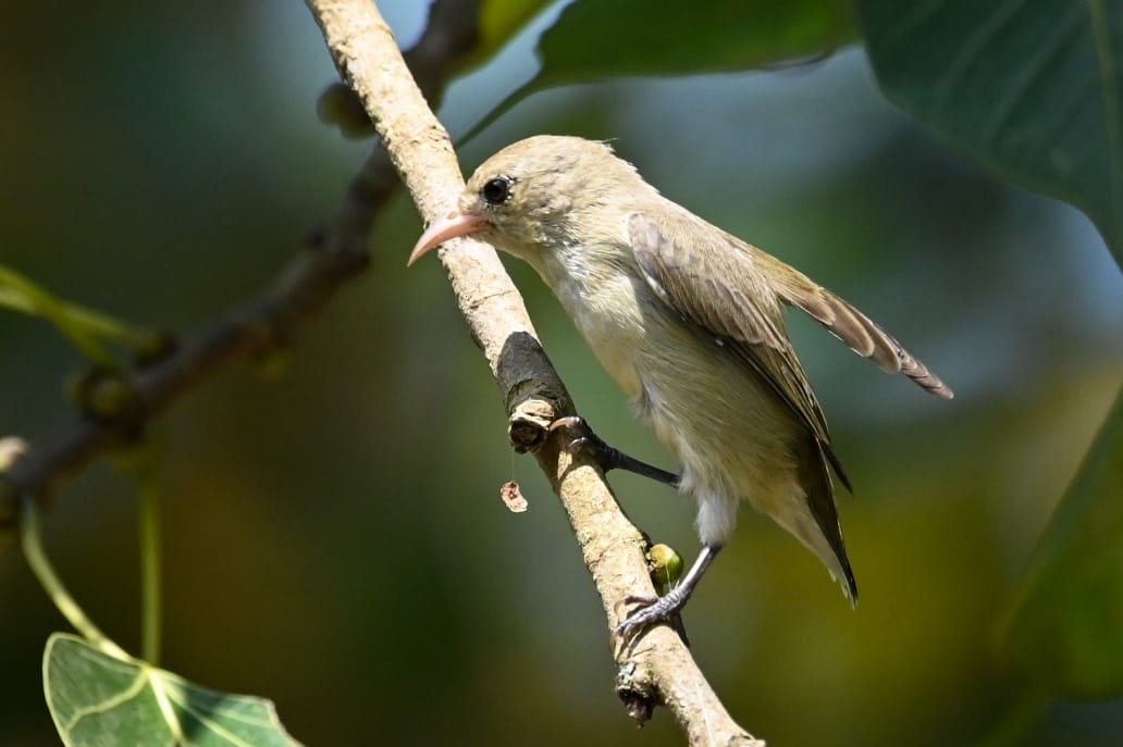 Pale-billed Flowerpecker - ML643170655