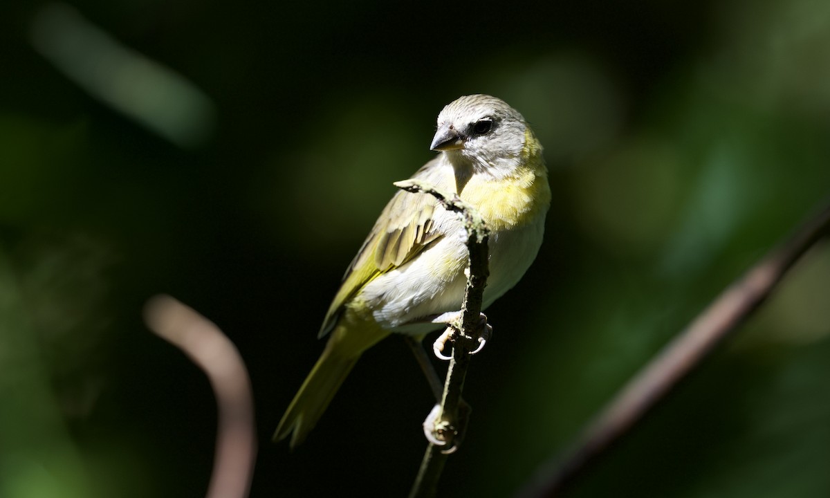 Saffron Finch - ML643170656
