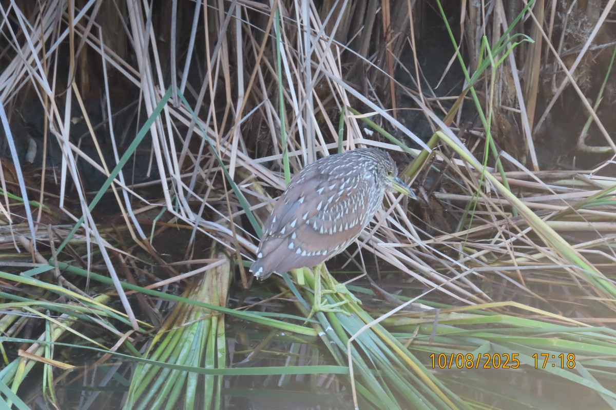 Black-crowned Night Heron - ML643170659