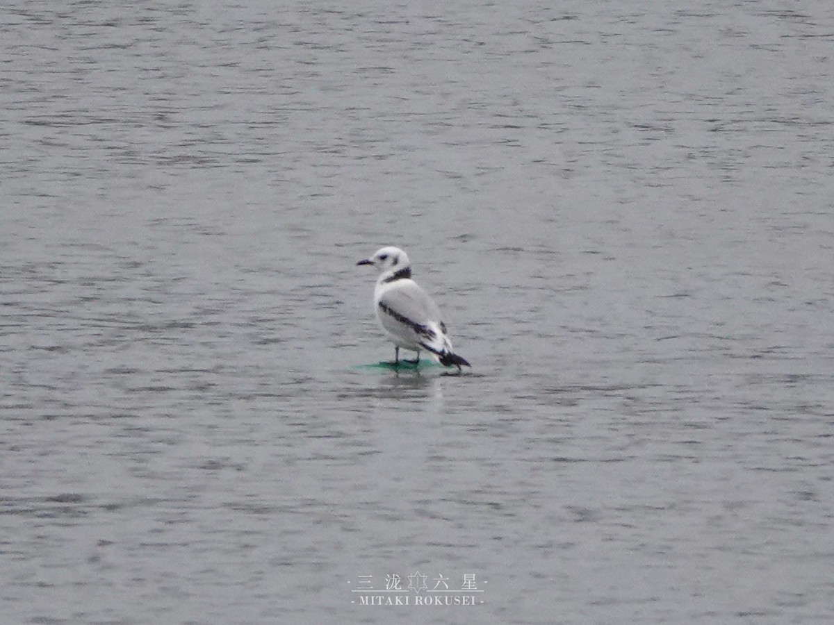 Black-legged Kittiwake - ML643170660
