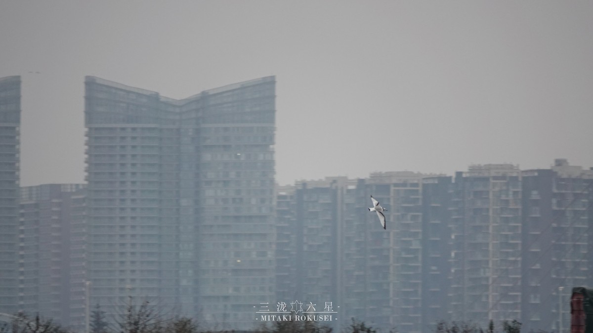 Black-legged Kittiwake - ML643170661