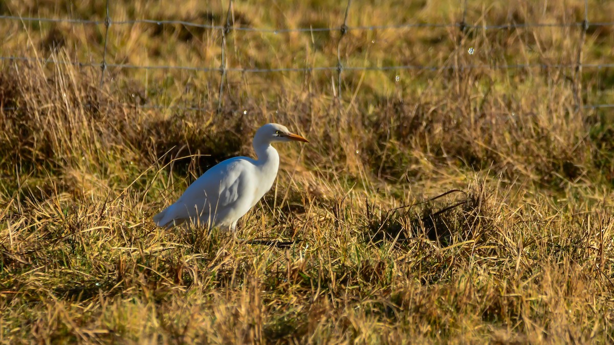 Western Cattle-Egret - ML643170662