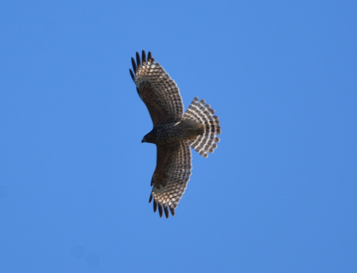 Red-shouldered Hawk - ML643170663