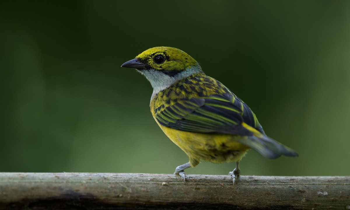 Silver-throated Tanager - ML643170664