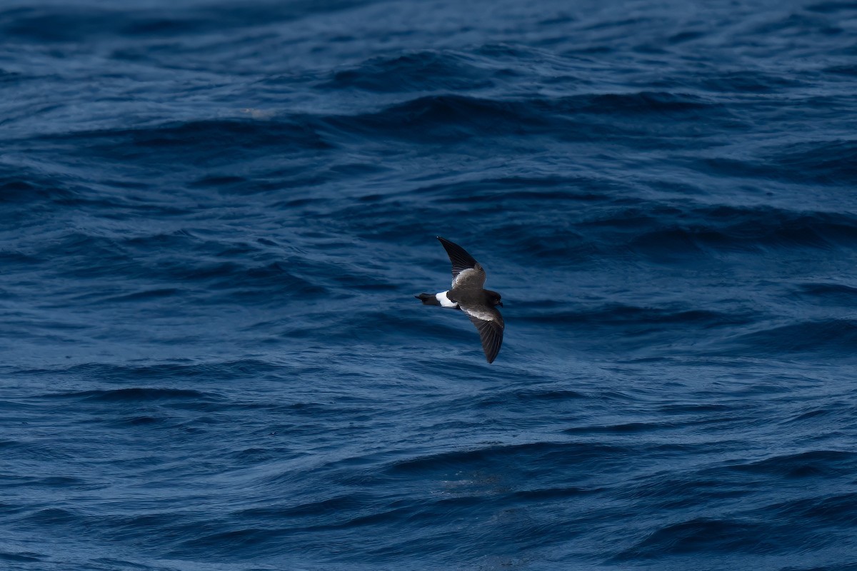 Wilson's Storm-Petrel - ML643170666