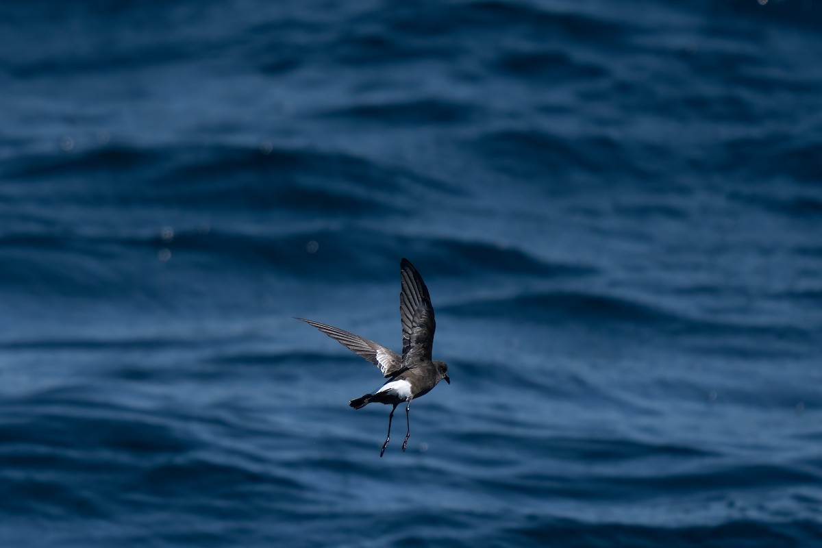 Wilson's Storm-Petrel - ML643170667