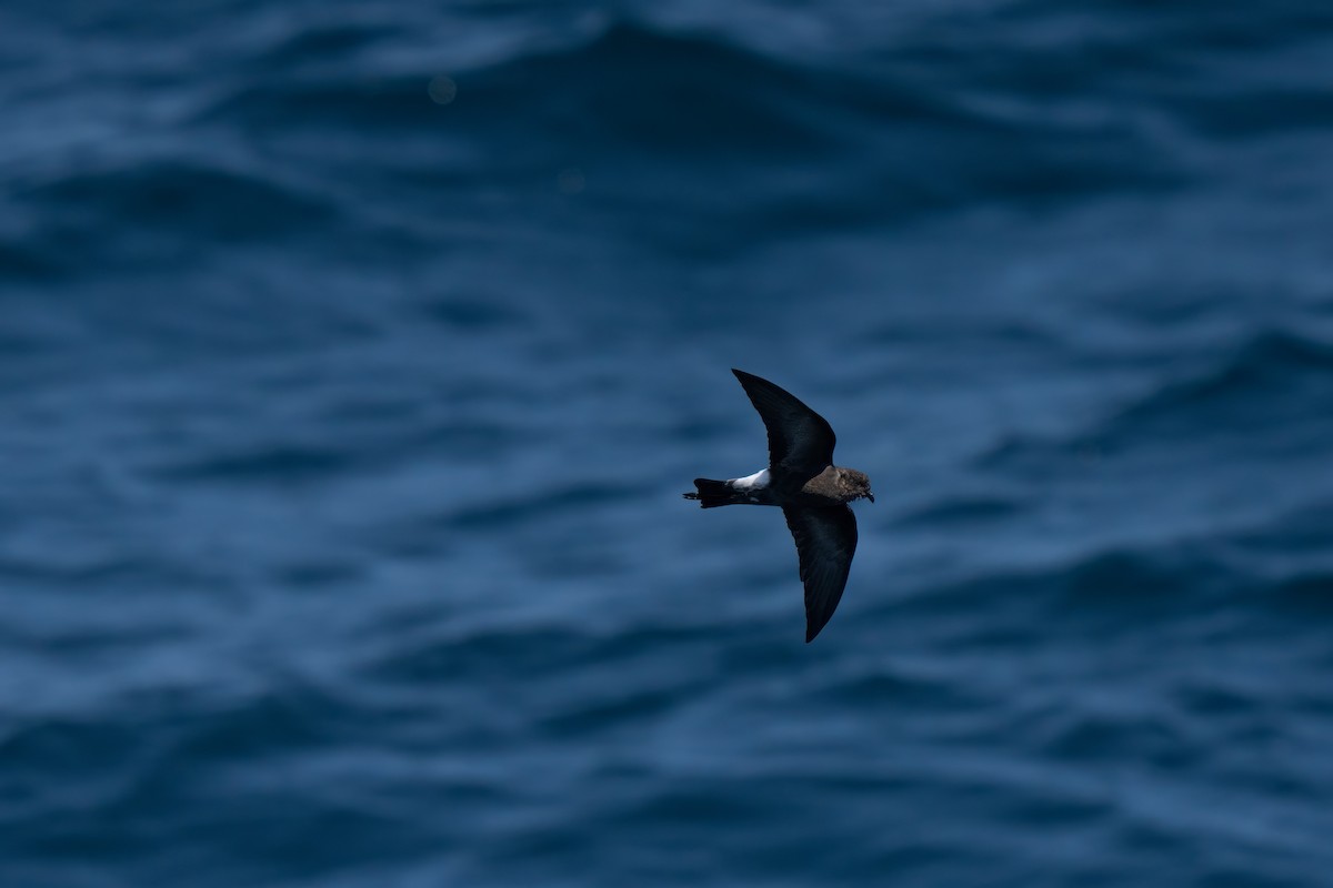Wilson's Storm-Petrel - ML643170668