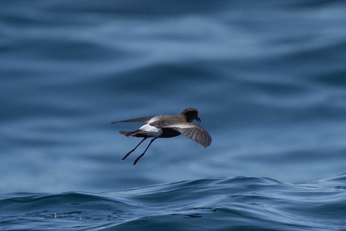 Wilson's Storm-Petrel - ML643170669