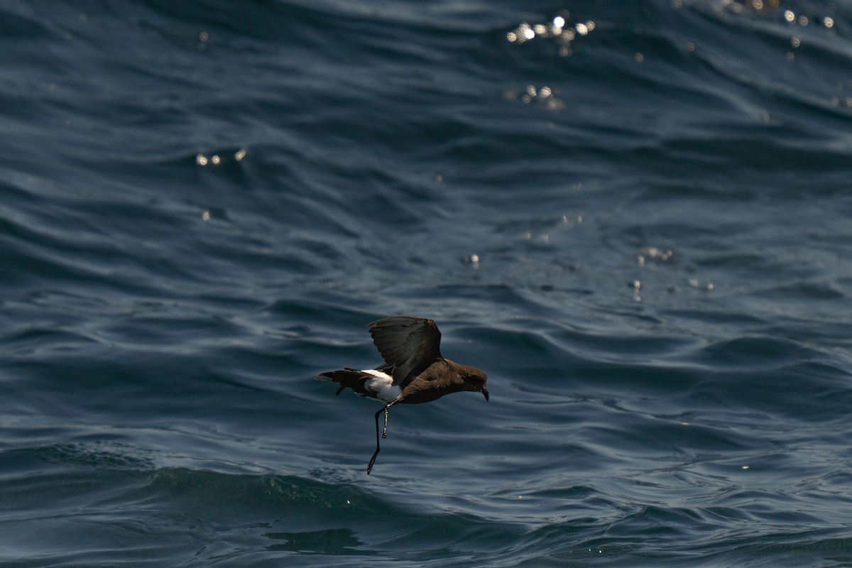 Wilson's Storm-Petrel - ML643170670
