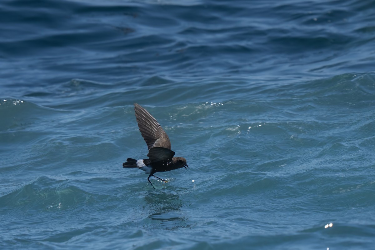 Wilson's Storm-Petrel - ML643170671