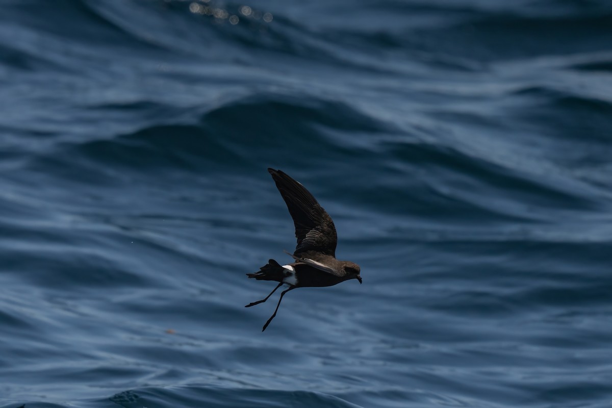 Wilson's Storm-Petrel - ML643170672