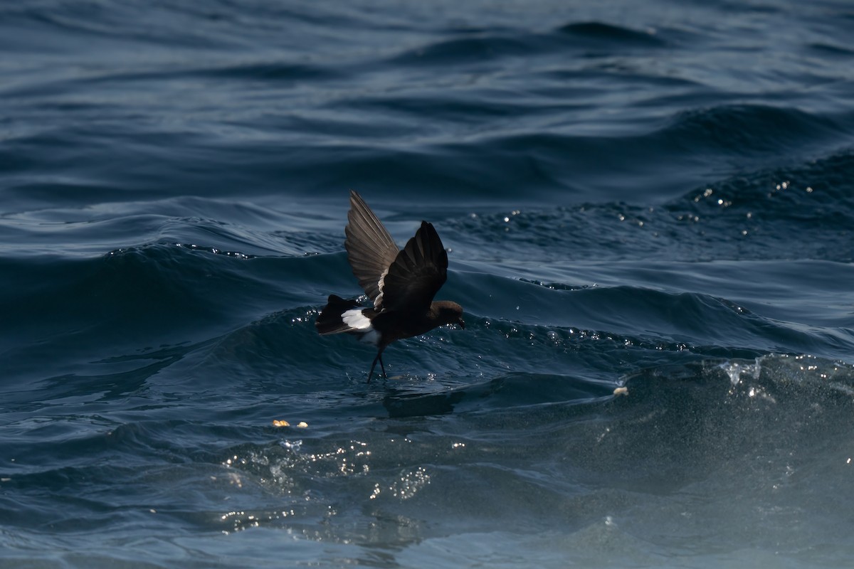 Wilson's Storm-Petrel - ML643170673