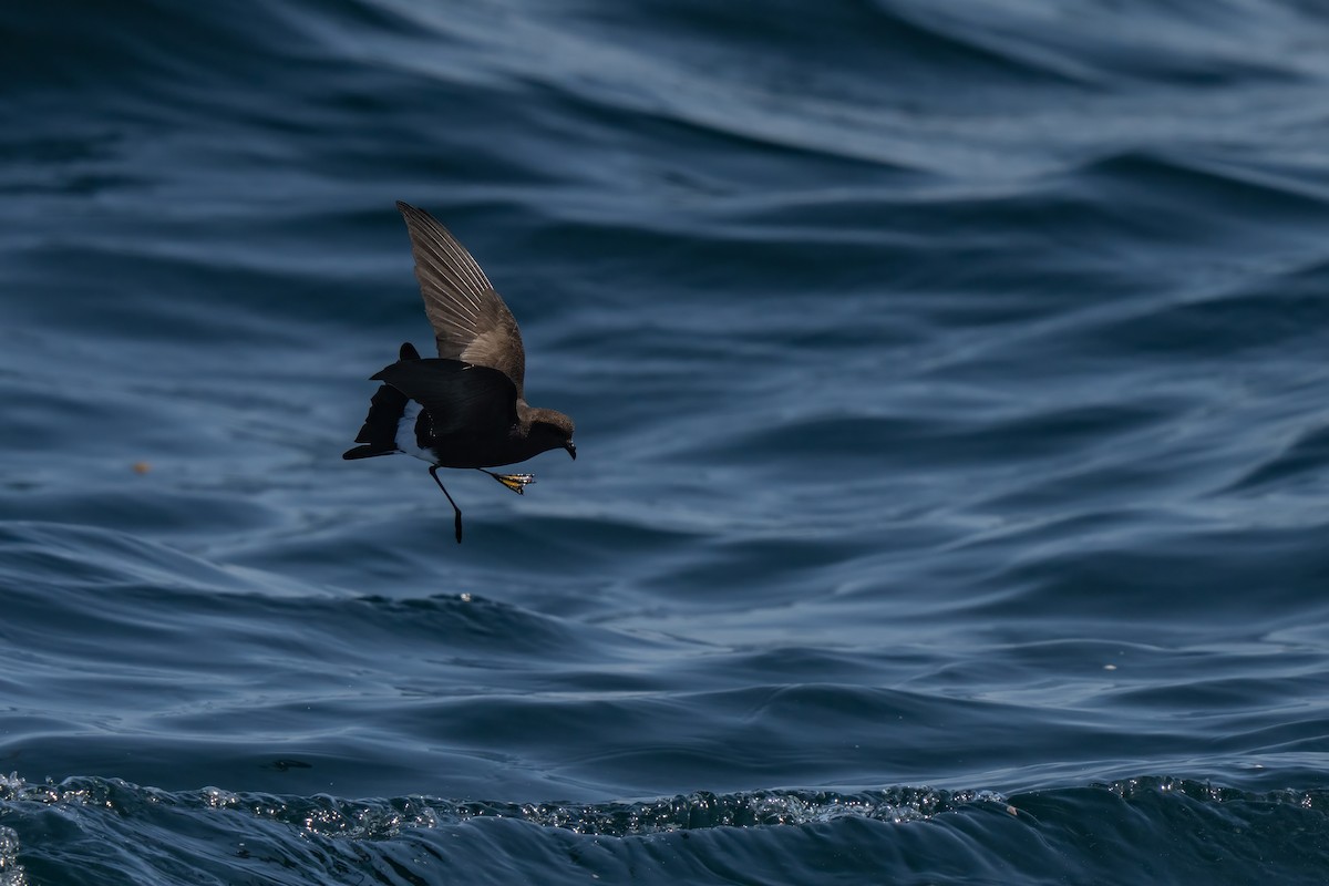 Wilson's Storm-Petrel - ML643170674