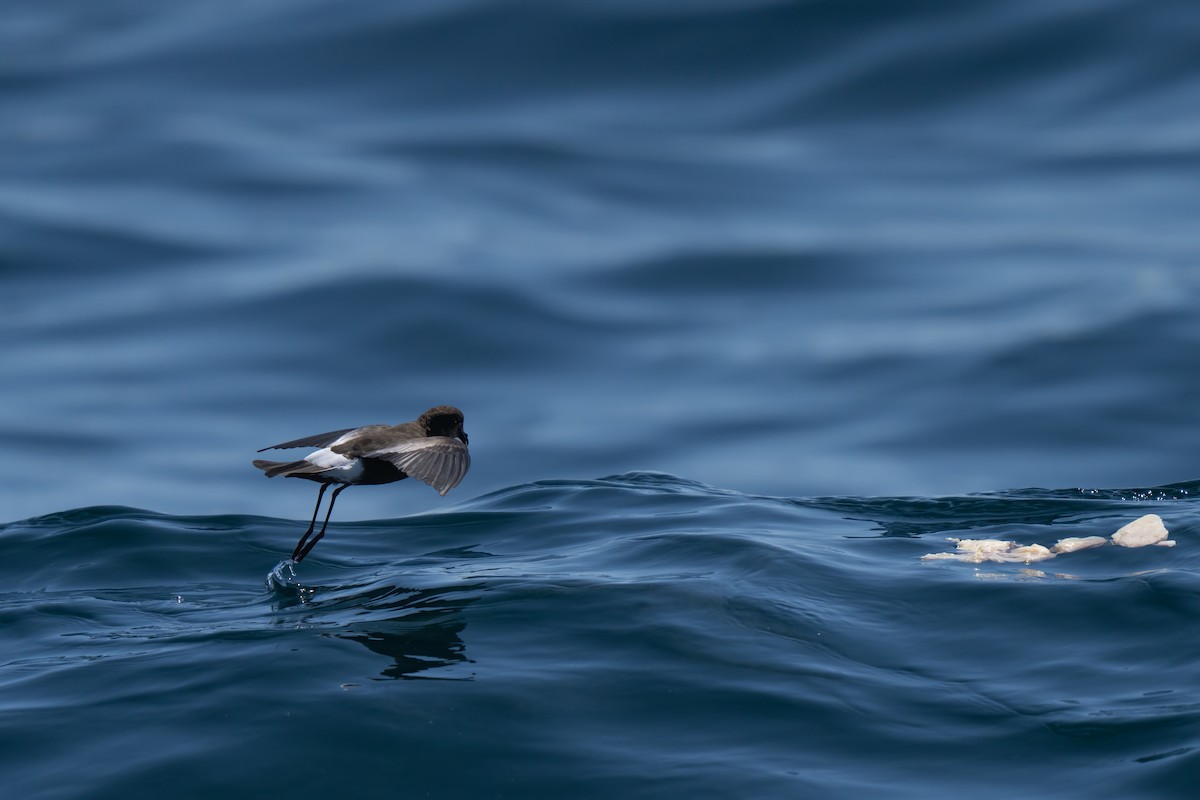 Wilson's Storm-Petrel - ML643170675