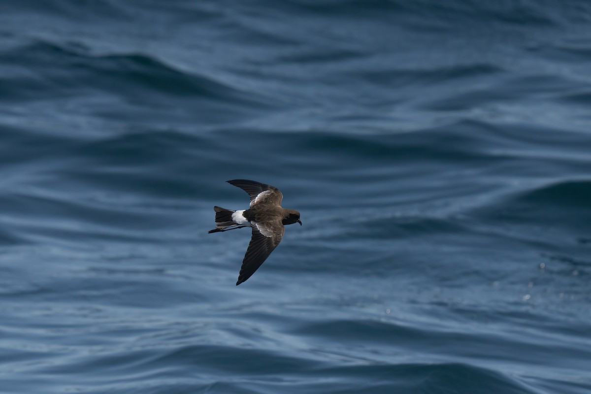 Wilson's Storm-Petrel - ML643170676