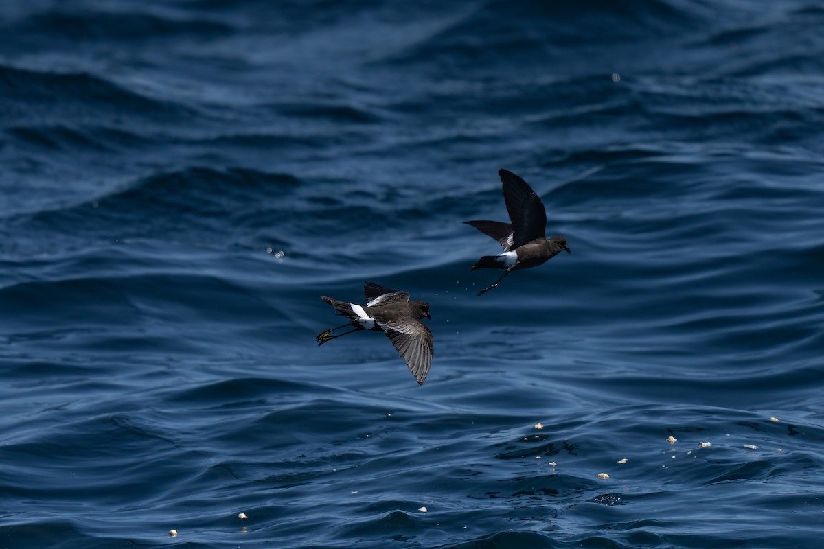 Wilson's Storm-Petrel - ML643170677