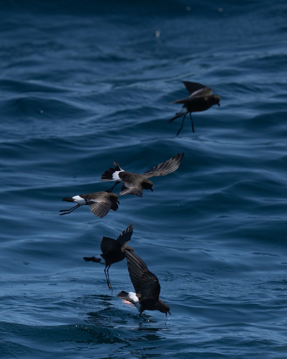 Wilson's Storm-Petrel - ML643170678