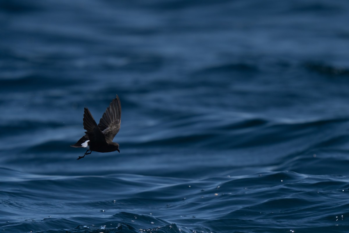 Wilson's Storm-Petrel - ML643170679