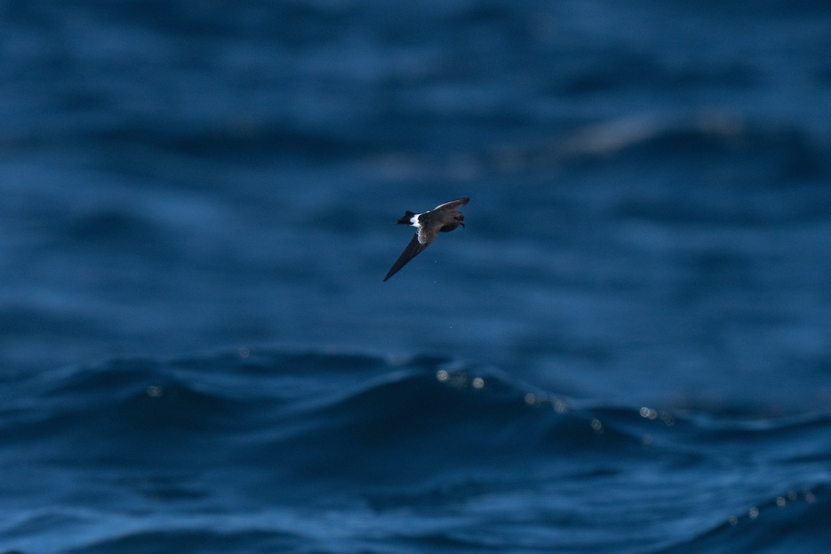 Wilson's Storm-Petrel - ML643170680