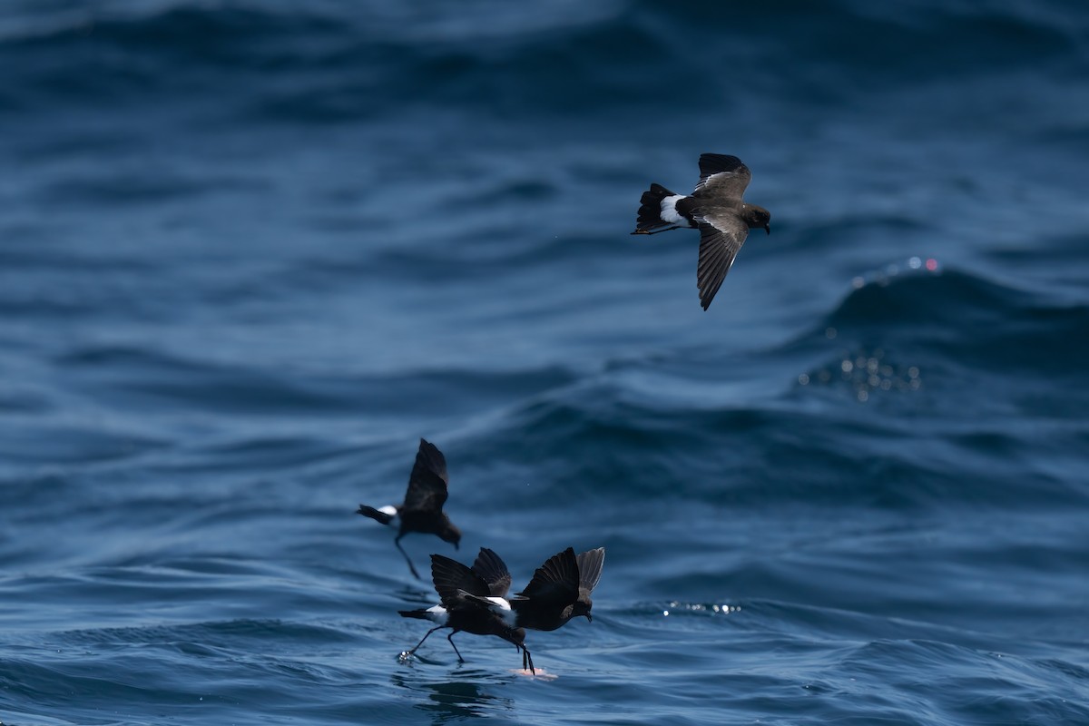 Wilson's Storm-Petrel - ML643170681
