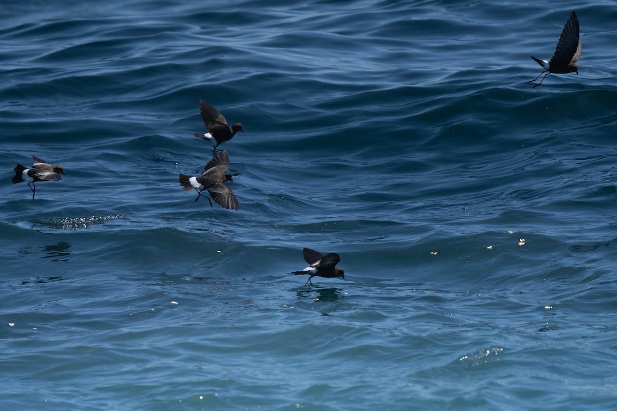 Wilson's Storm-Petrel - ML643170682