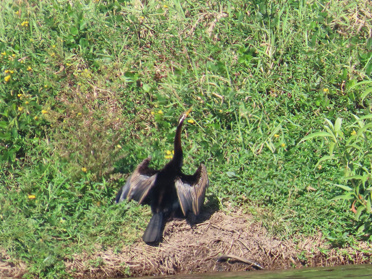 Australasian Darter - ML643170683