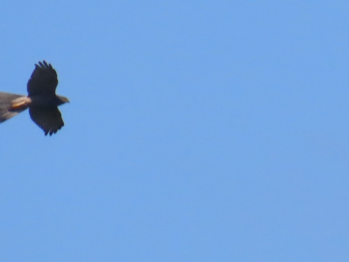 Brown Goshawk - ML643170692