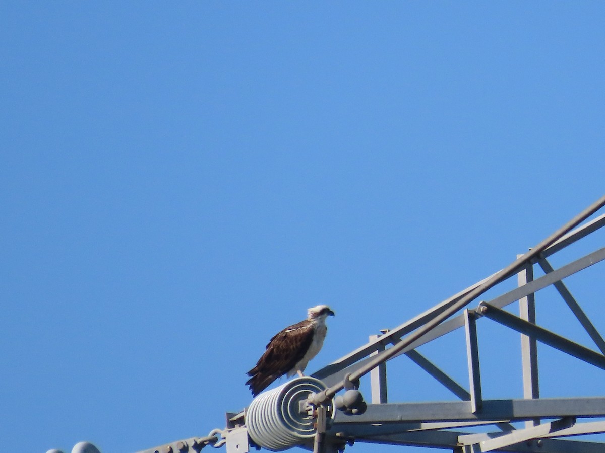 Osprey (Australasian) - ML643170697