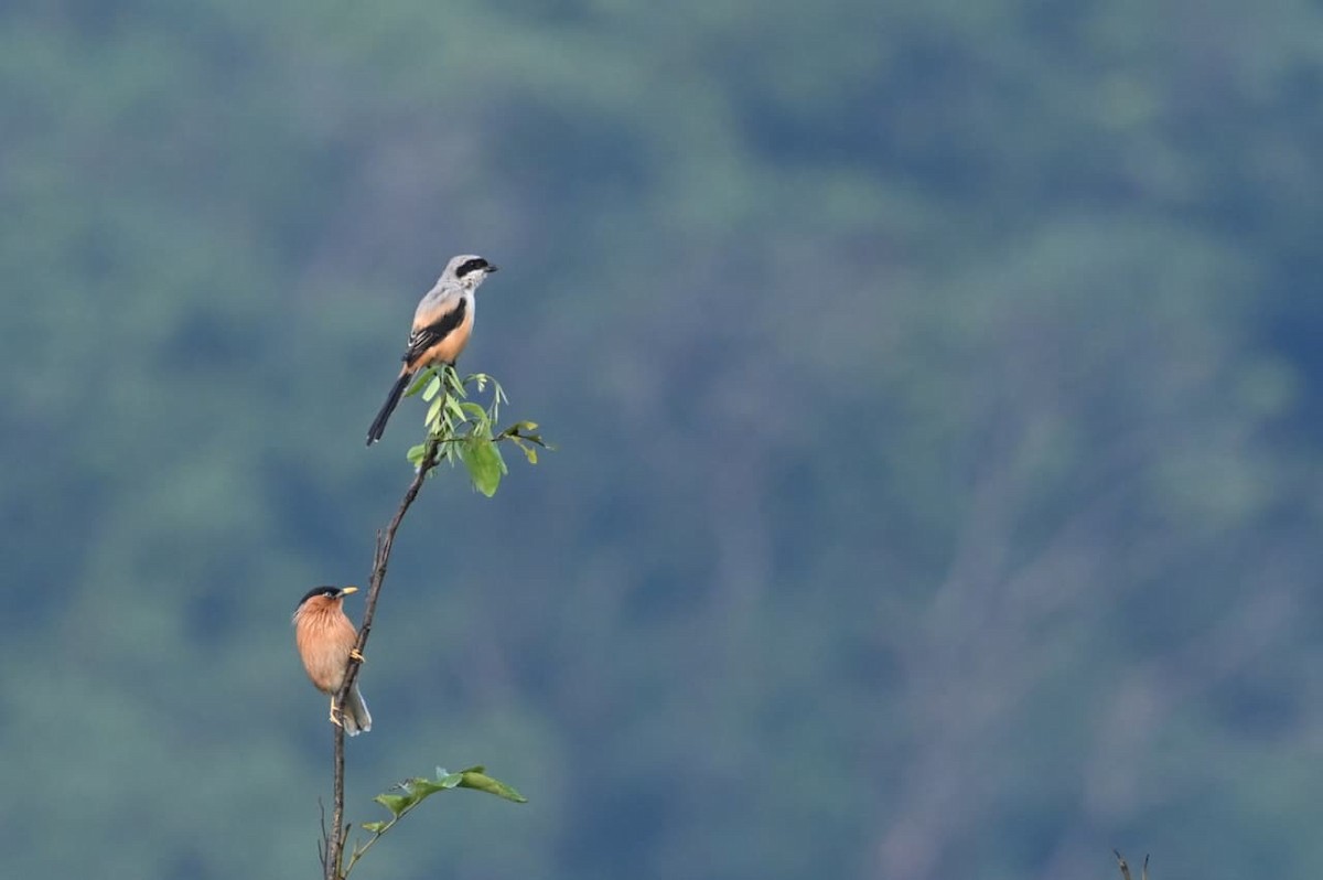 Long-tailed Shrike - ML643170699