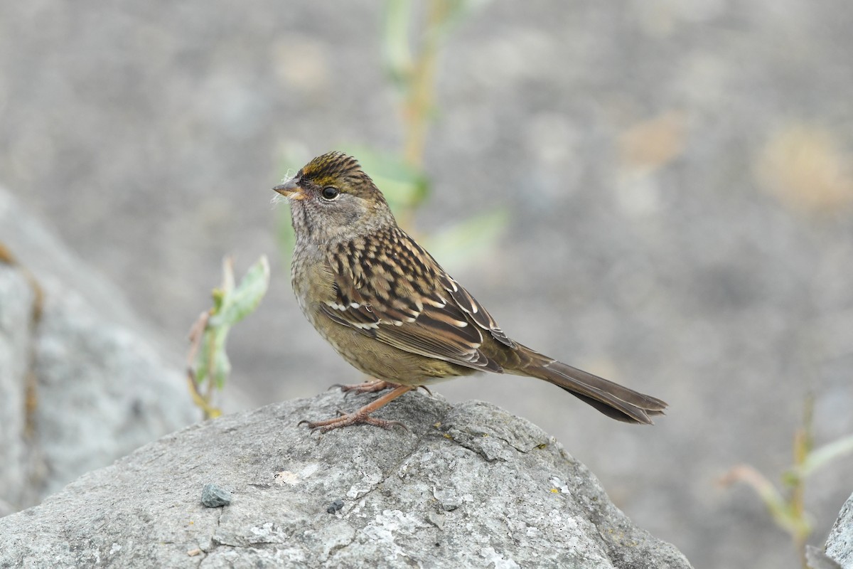 Golden-crowned Sparrow - ML643170701