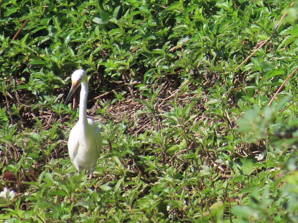 Little Egret (Australasian) - ML643170708