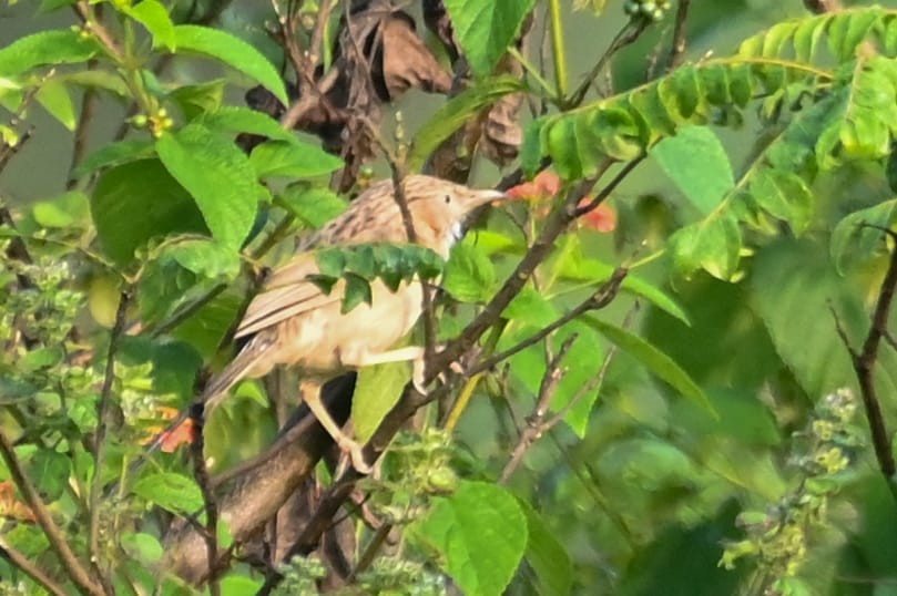 Common Babbler - ML643170714