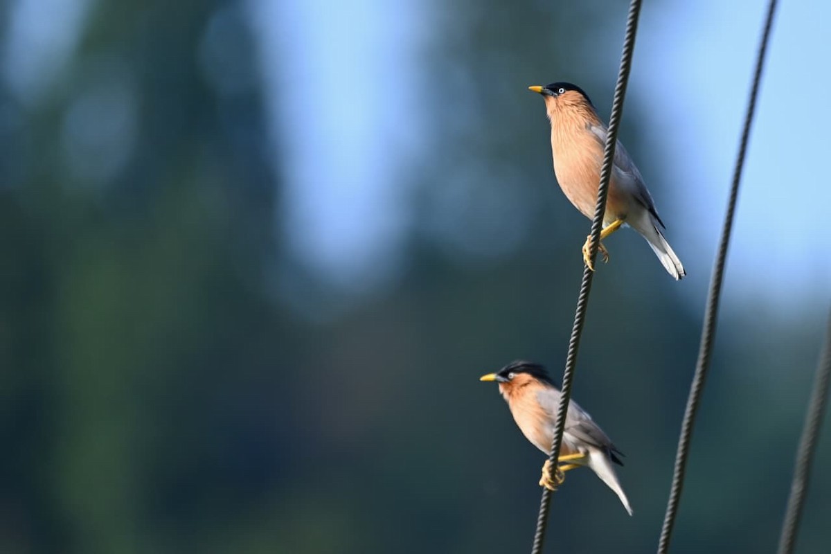 Brahminy Starling - ML643170719