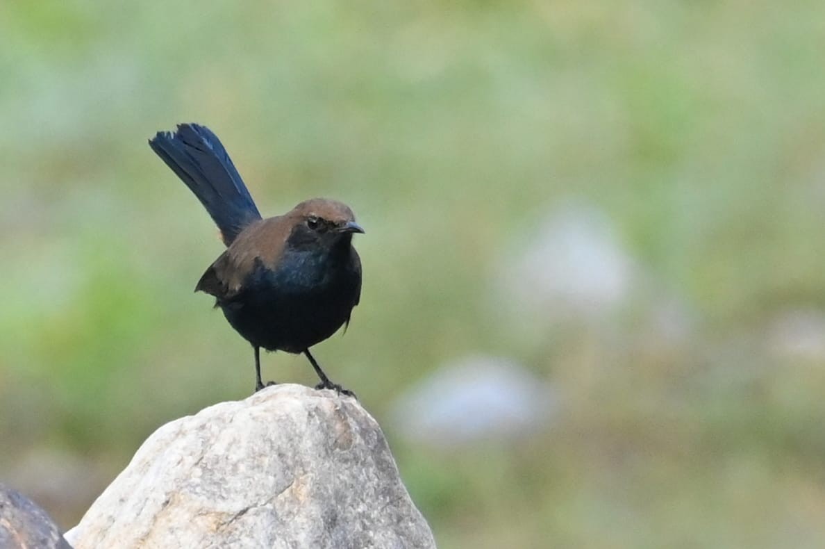 Indian Robin - ML643170722