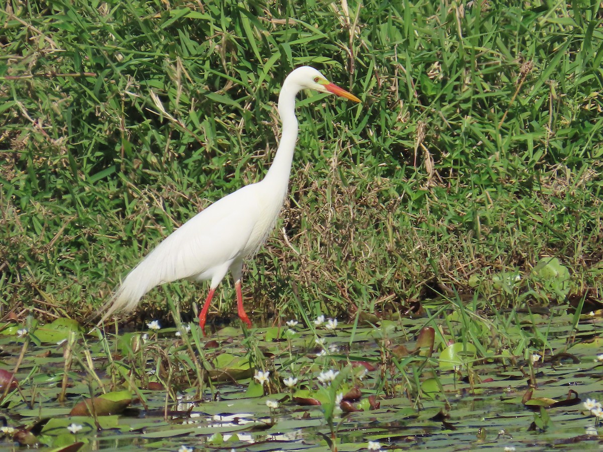 Plumed Egret - ML643170723