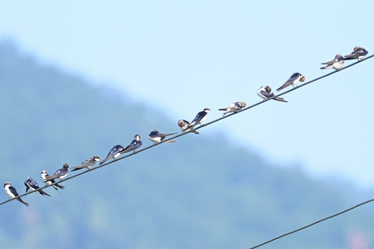 Wire-tailed Swallow - ML643170725